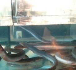Peixos Diego S.L. anguilas vivas